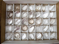 Polished Clear Quartz Crystal Galets x 35 From Madagascar