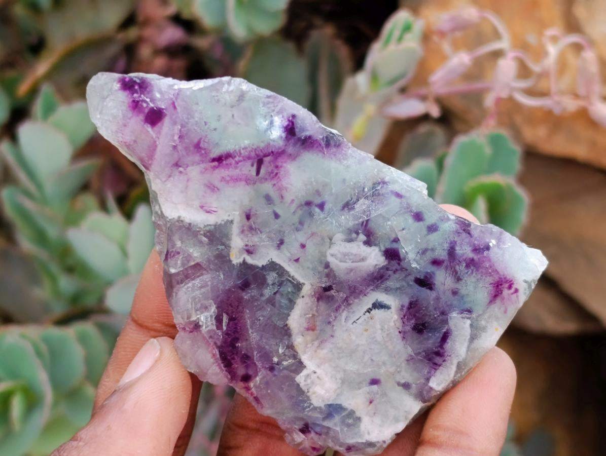 Polished On One Side Watermelon Fluorite Slices x 12 From Uis, Namibia
