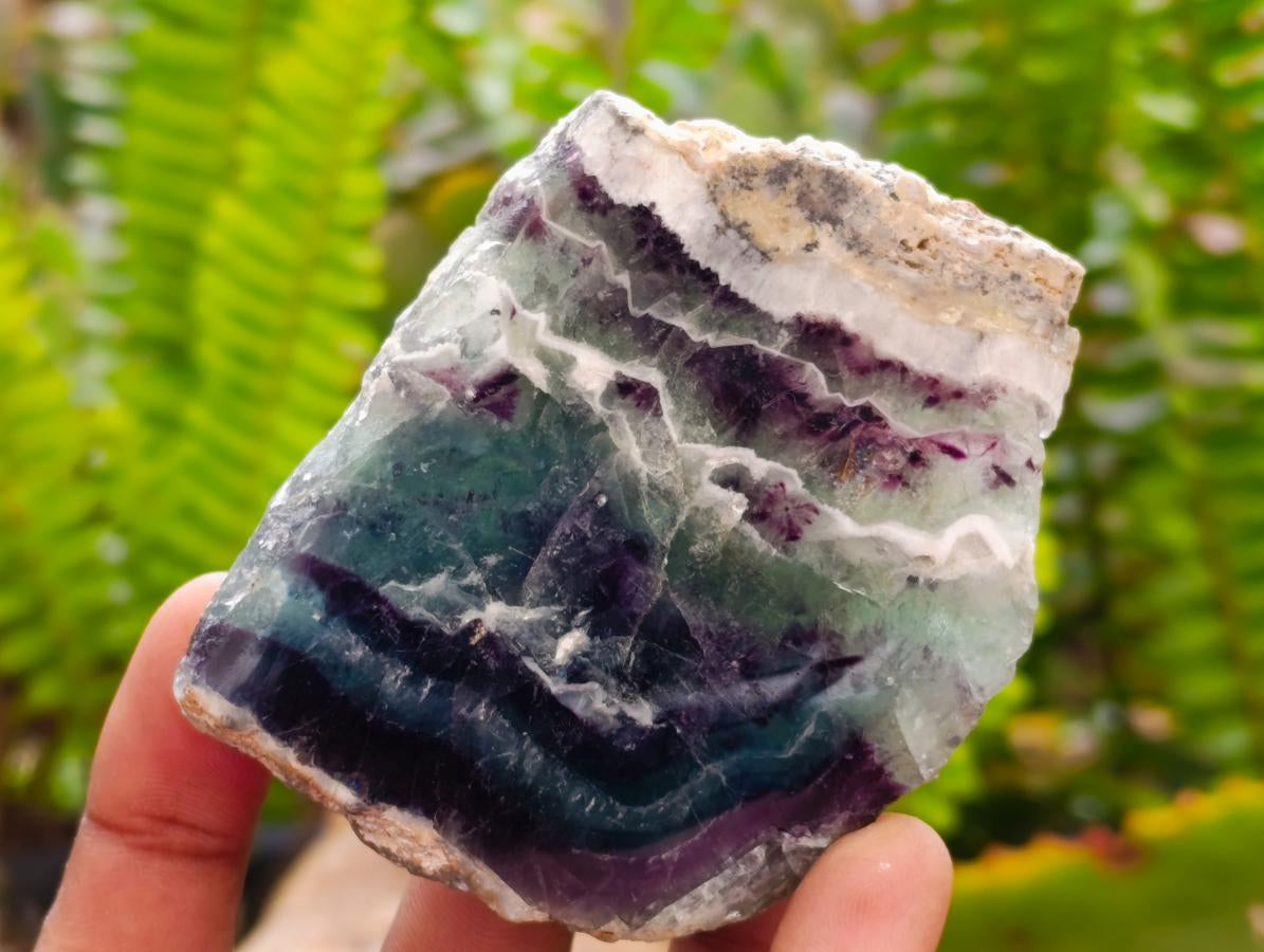 Polished On One Side Watermelon Fluorite Slices x 12 From Uis, Namibia