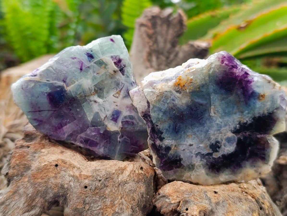 Polished On One Side Watermelon Fluorite Slices x 12 From Uis, Namibia
