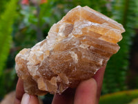 Natural Honey Aragonite Specimens x 12 From Namibia