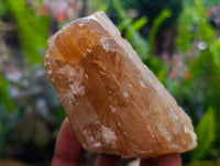 Natural Honey Aragonite Specimens x 12 From Namibia