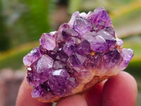 Natural Amethystos Amethyst Clusters x 35 From Kwaggafontein, South Africa