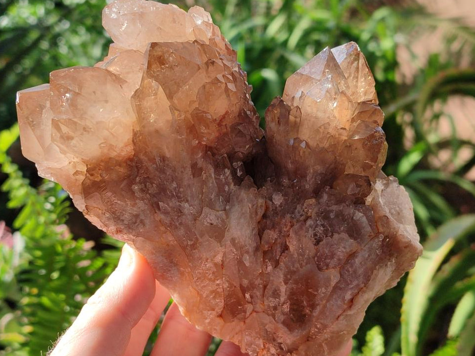 Natural Clear Smokey Citrine Quartz Cluster x 1 From Luena, Congo
