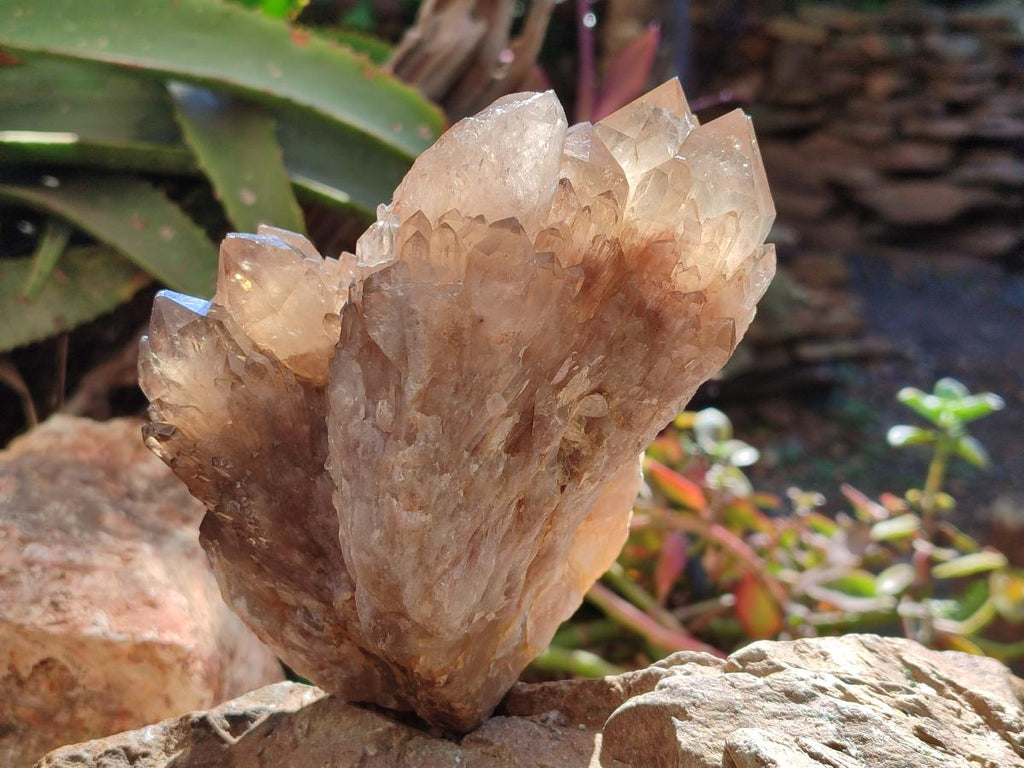 Natural Clear Smokey Citrine Quartz Cluster x 1 From Luena, Congo