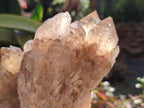 Natural Clear Smokey Citrine Quartz Cluster x 1 From Luena, Congo