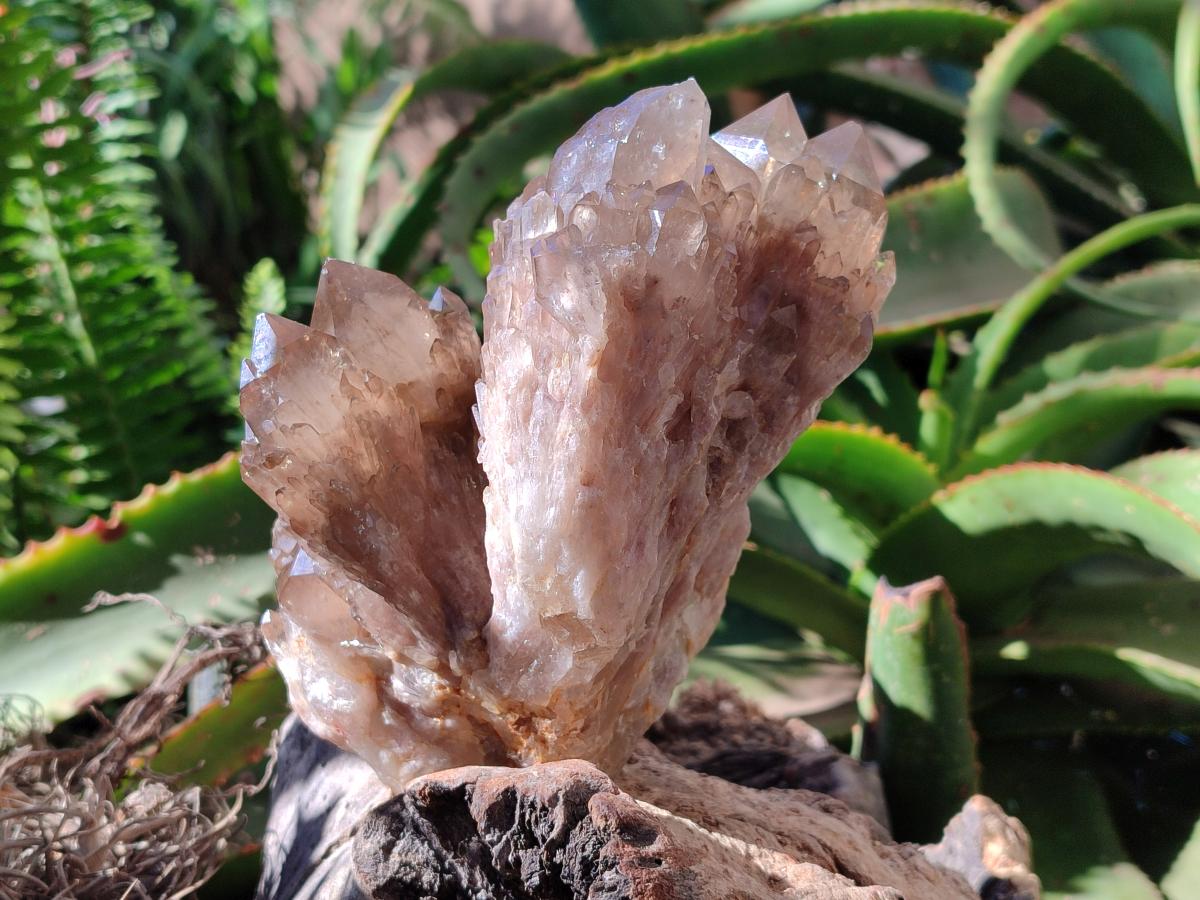 Natural Clear Smokey Citrine Quartz Cluster x 1 From Luena, Congo