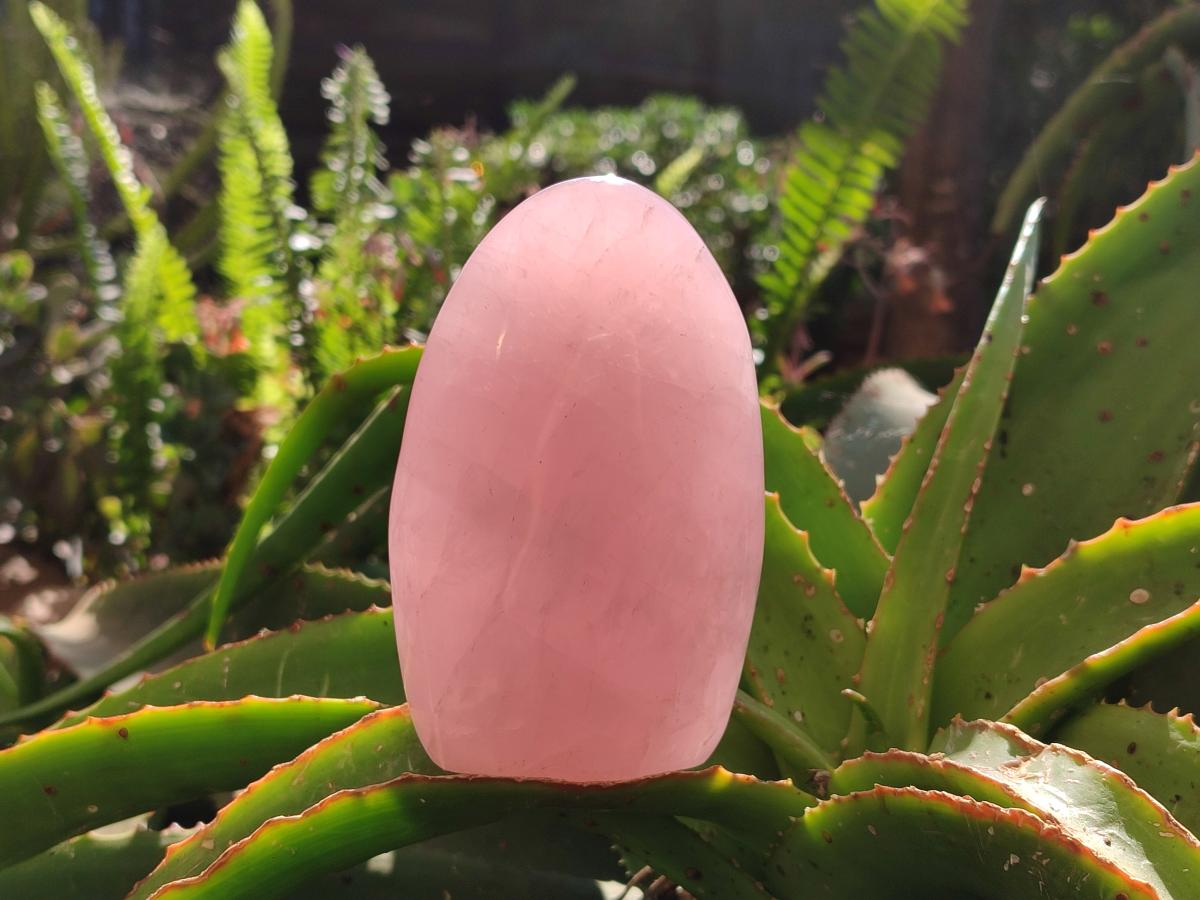 Polished Gemmy Rose Quartz Standing Free Forms x 3 From Madagascar