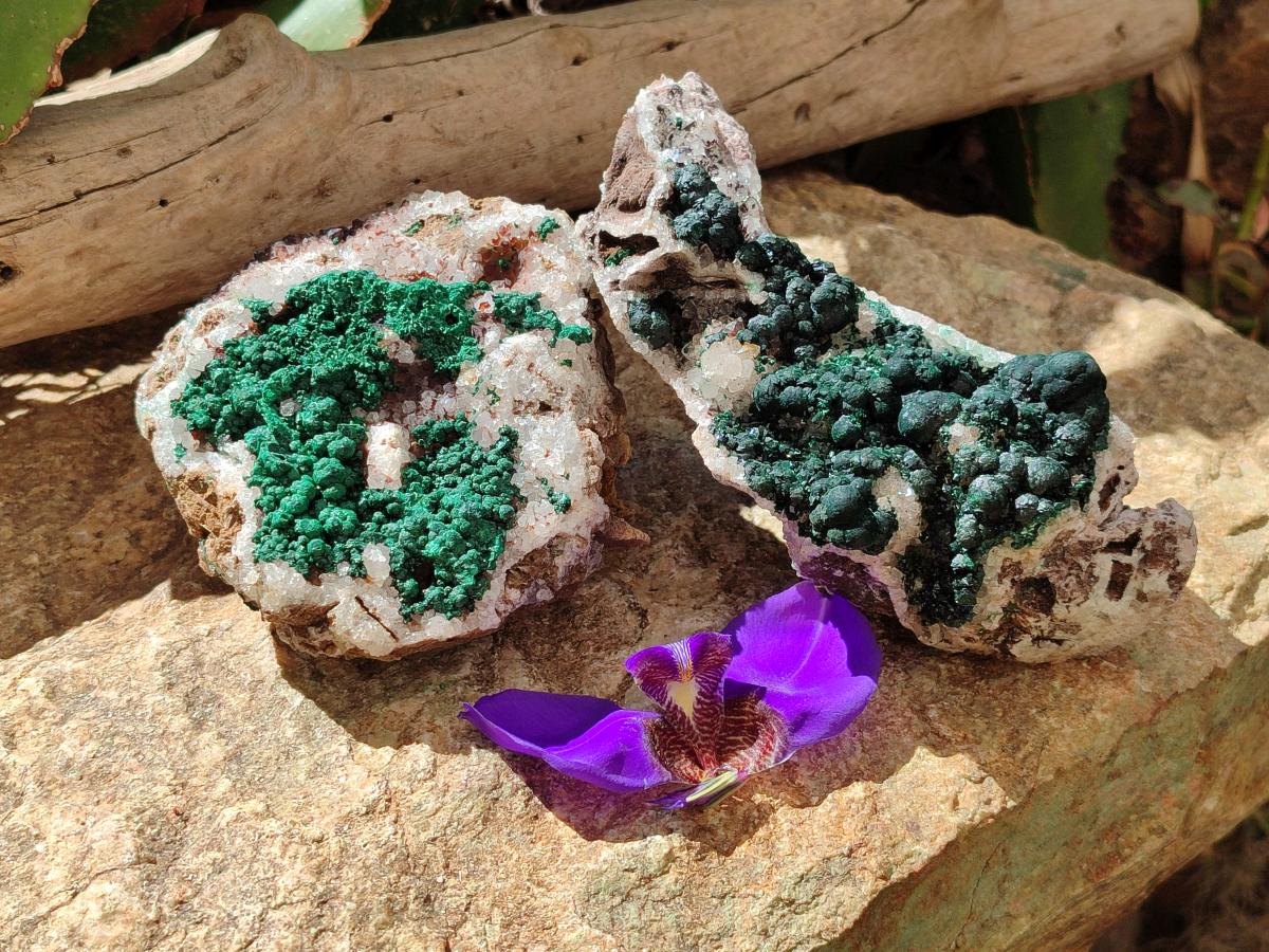 Natural Silky Ball Malachite and Drusy Quartz on Dolomite Specimens x 2 From Mindingi Mine, Kambove, Congo
