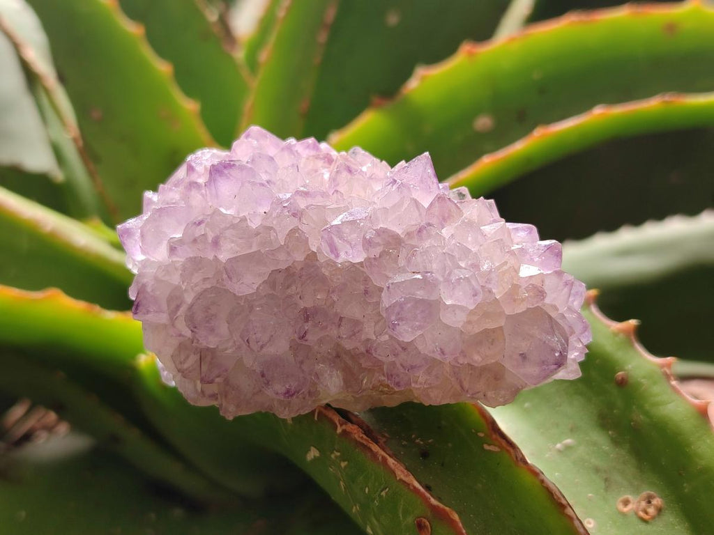 Natural Sunburst Amethyst Spirit Clusters x 12 From Boekenhouthoek, South Africa