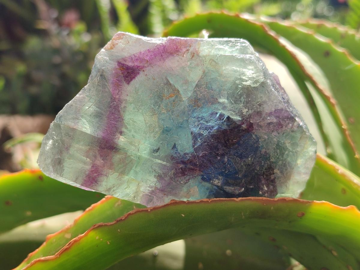 Natural Watermelon Fluorite Cobbed Specimens x 12 From Uis, Namibia
