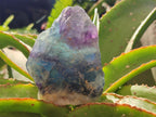 Natural Watermelon Fluorite Cobbed Specimens x 12 From Uis, Namibia