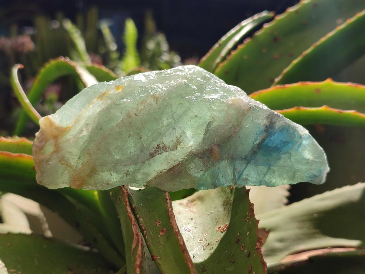 Natural Watermelon Fluorite Cobbed Specimens x 12 From Uis, Namibia