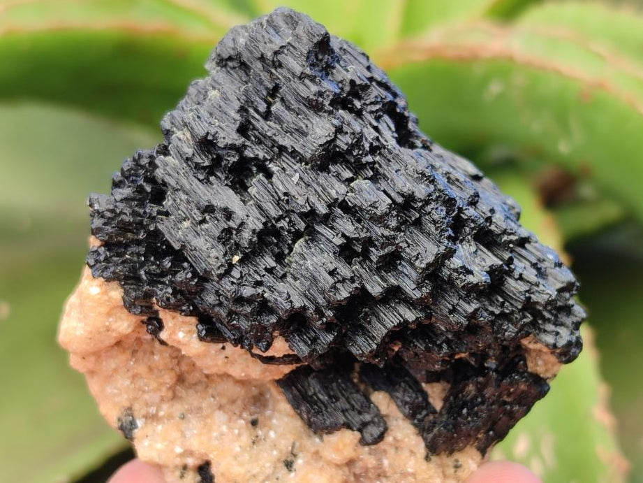 Natural Schorl Black Tourmaline With Vermiculite x 12 From Erongo, Namibia