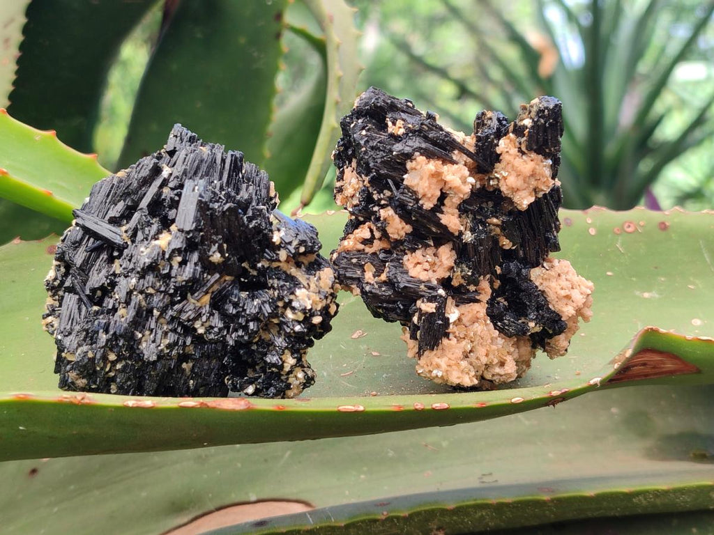 Natural Schorl Black Tourmaline With Vermiculite x 12 From Erongo, Namibia