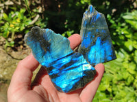 Polished On One Side Labradorite Slices x 12 From Tulear, Madagascar