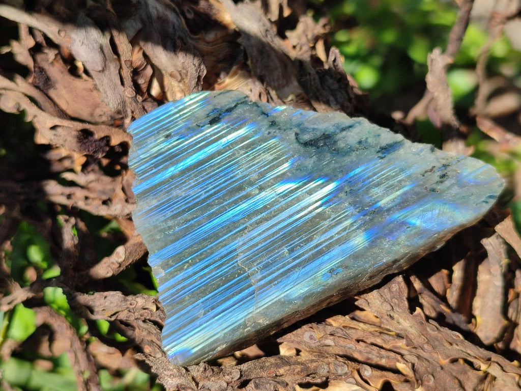 Polished On One Side Labradorite Slices x 12 From Tulear, Madagascar