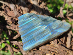 Polished On One Side Labradorite Slices x 12 From Tulear, Madagascar