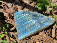 Polished On One Side Labradorite Slices x 12 From Tulear, Madagascar