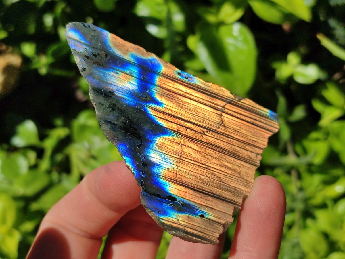 Polished On One Side Labradorite Slices x 12 From Tulear, Madagascar
