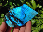 Polished On One Side Labradorite Slices x 12 From Tulear, Madagascar