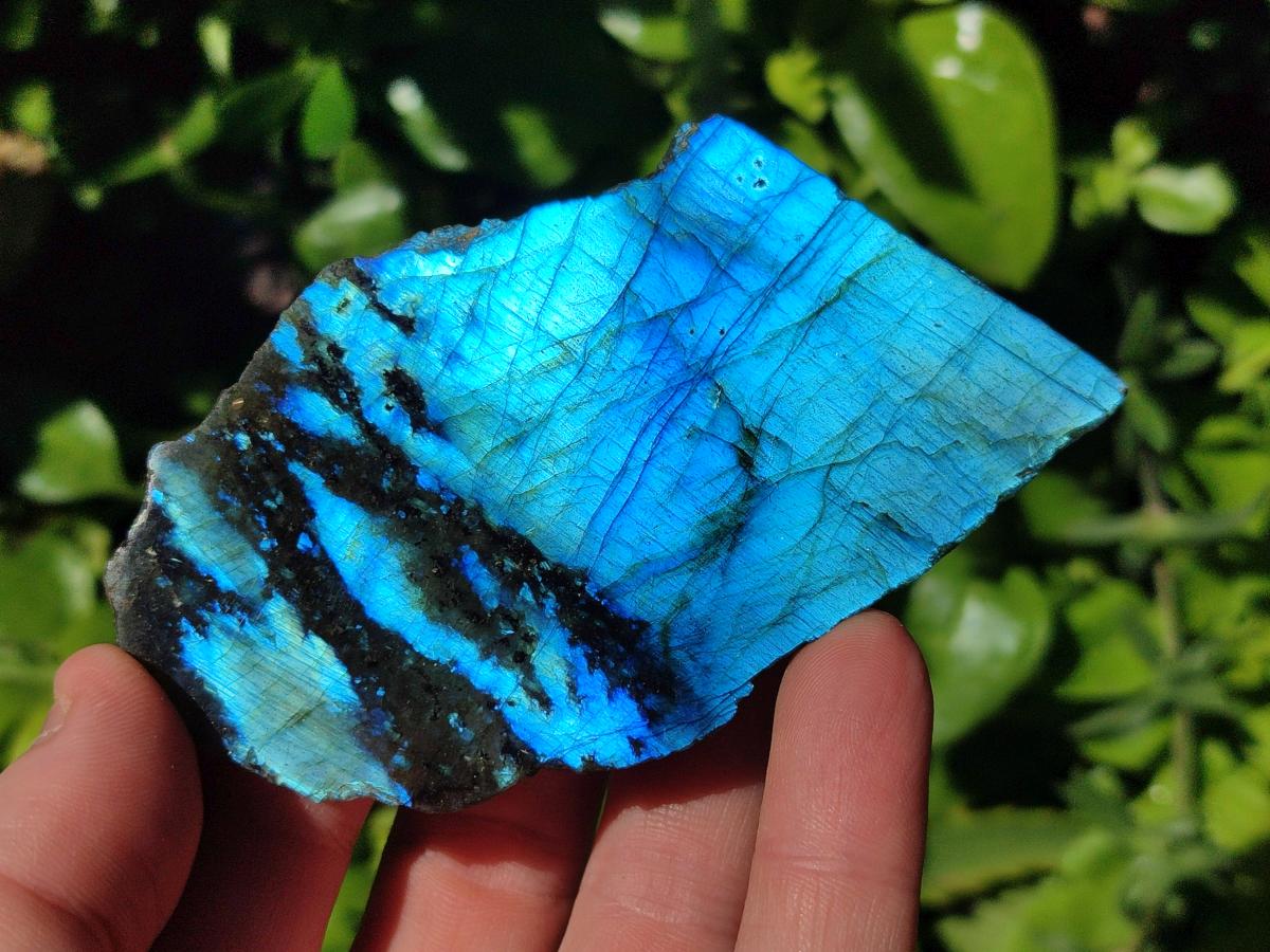 Polished On One Side Labradorite Slices x 12 From Tulear, Madagascar