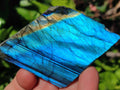 Polished On One Side Labradorite Slices x 12 From Tulear, Madagascar