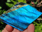Polished On One Side Labradorite Slices x 12 From Tulear, Madagascar