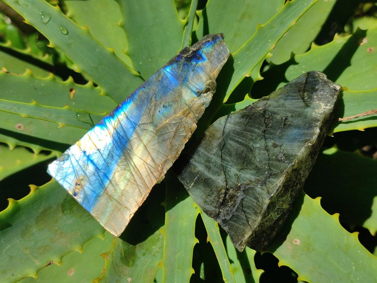 Polished On One Side Labradorite Slices x 12 From Tulear, Madagascar