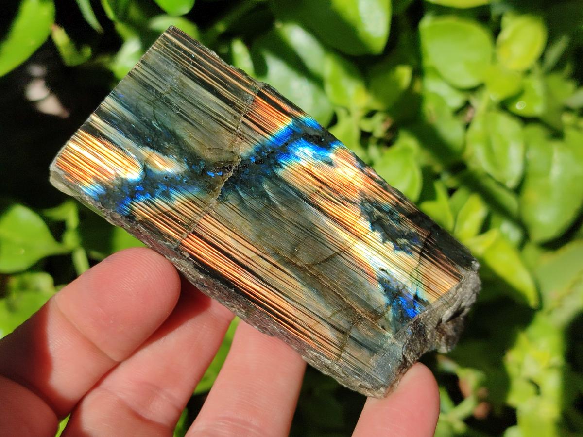 Polished On One Side Labradorite Slices x 12 From Tulear, Madagascar
