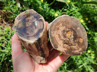 Polished On One Side Petrified Wood Branches x 3 From Gokwe, Zimbabwe