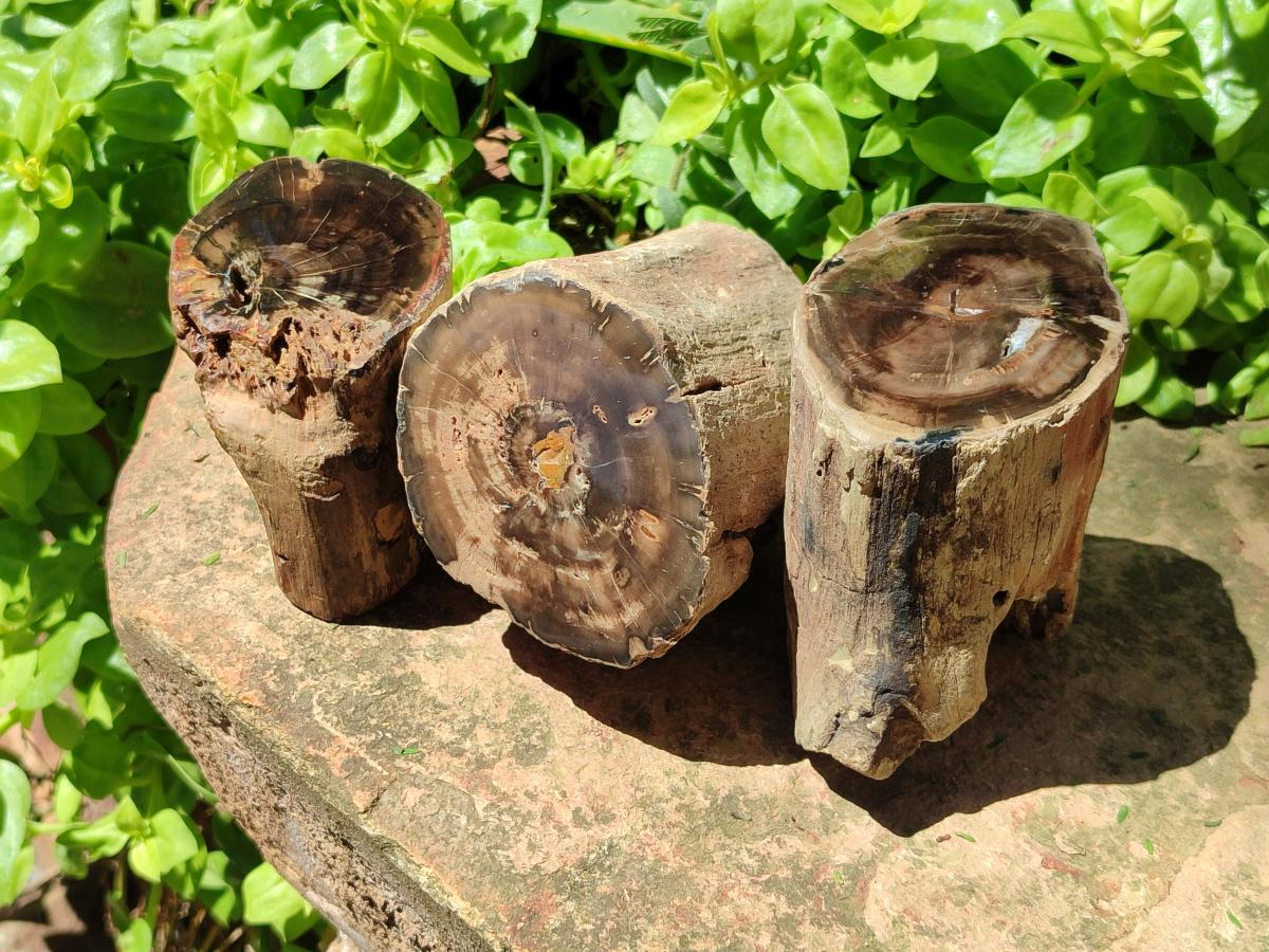 Polished On One Side Petrified Wood Branches x 3 From Gokwe, Zimbabwe