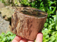 Polished On One Side Petrified Wood Branches x 3 From Gokwe, Zimbabwe