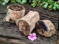 Polished On One Side Petrified Wood Branches x 3 From Gokwe, Zimbabwe