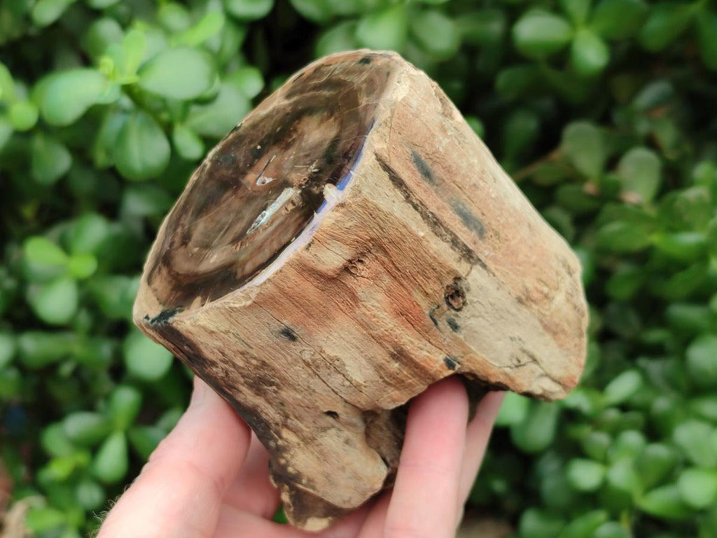 Polished On One Side Petrified Wood Branches x 3 From Gokwe, Zimbabwe