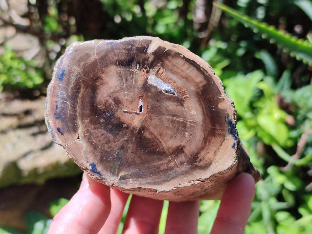 Polished On One Side Petrified Wood Branches x 3 From Gokwe, Zimbabwe