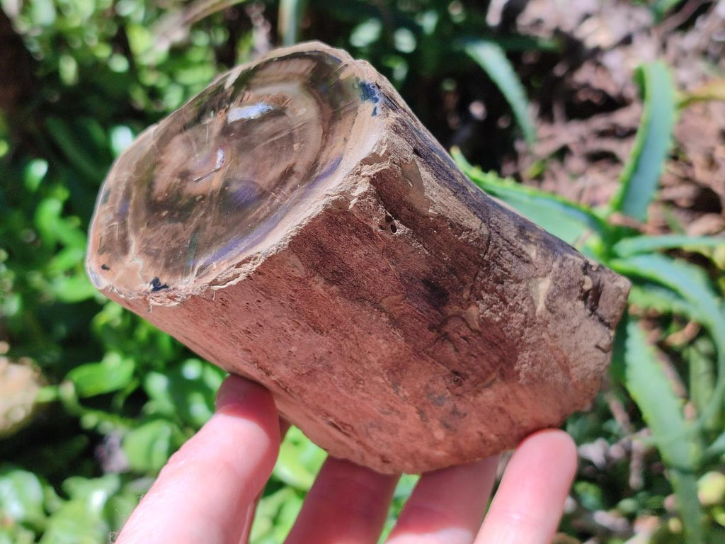 Polished On One Side Petrified Wood Branches x 3 From Gokwe, Zimbabwe