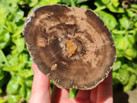 Polished On One Side Petrified Wood Branches x 3 From Gokwe, Zimbabwe