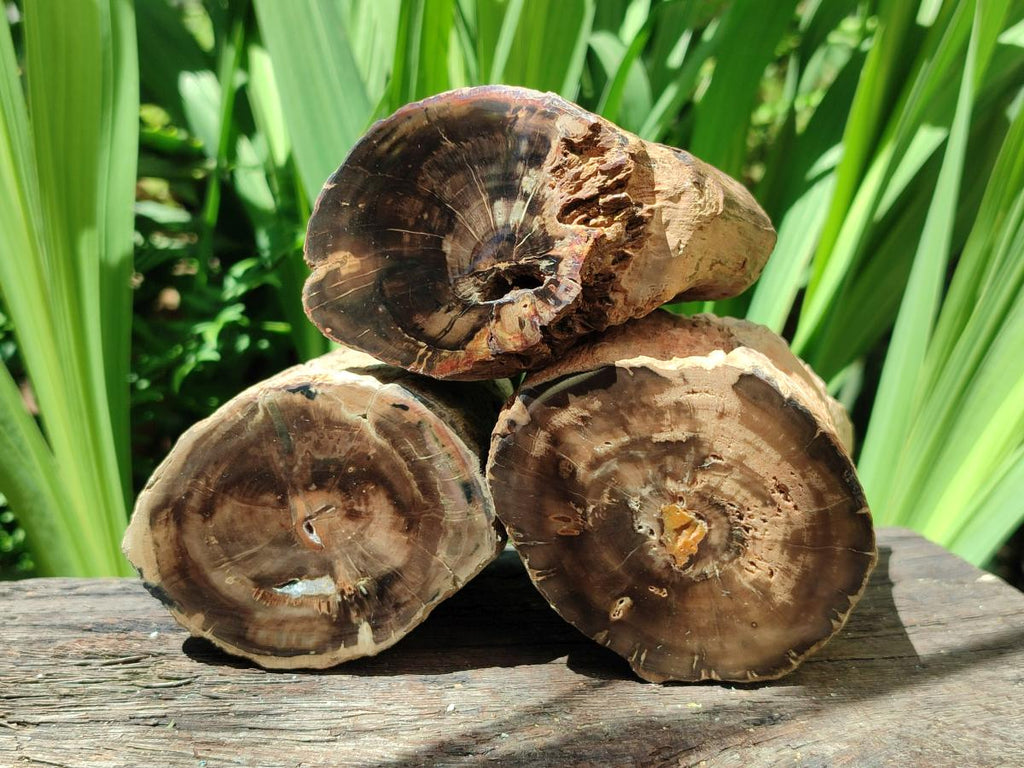 Polished On One Side Petrified Wood Branches x 3 From Gokwe, Zimbabwe
