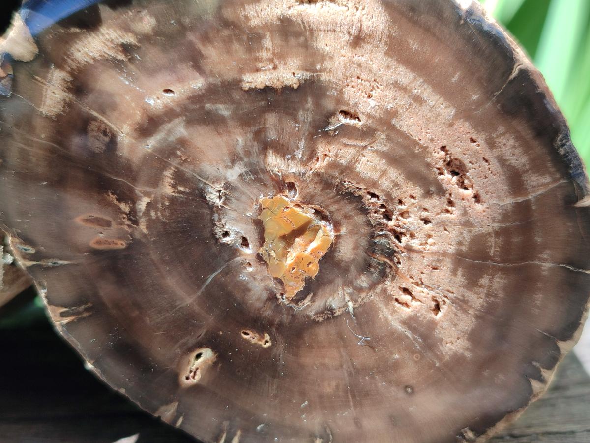 Polished On One Side Petrified Wood Branches x 3 From Gokwe, Zimbabwe