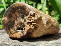 Polished On One Side Petrified Wood Branches x 3 From Gokwe, Zimbabwe
