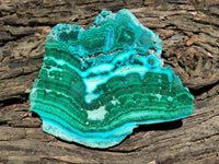 Polished Malacolla Slices x 3 From Kulukuluku, Congo