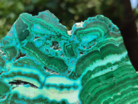 Polished Malacolla Slices x 3 From Kulukuluku, Congo