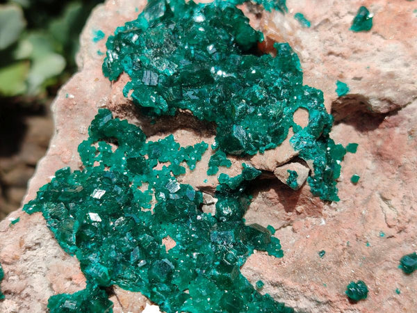 Natural Dioptase On Dolomite Specimen x 1 From Likasi, Congo
