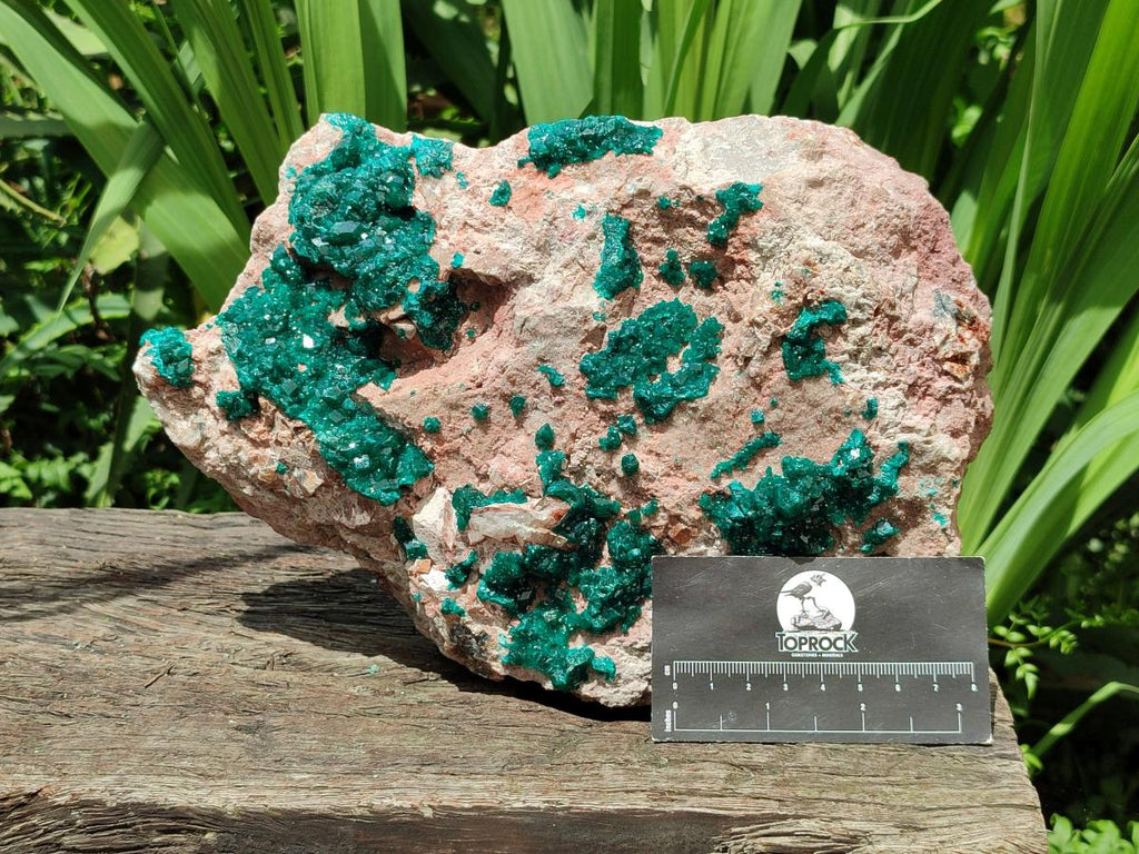 Natural Dioptase On Dolomite Specimen x 1 From Likasi, Congo
