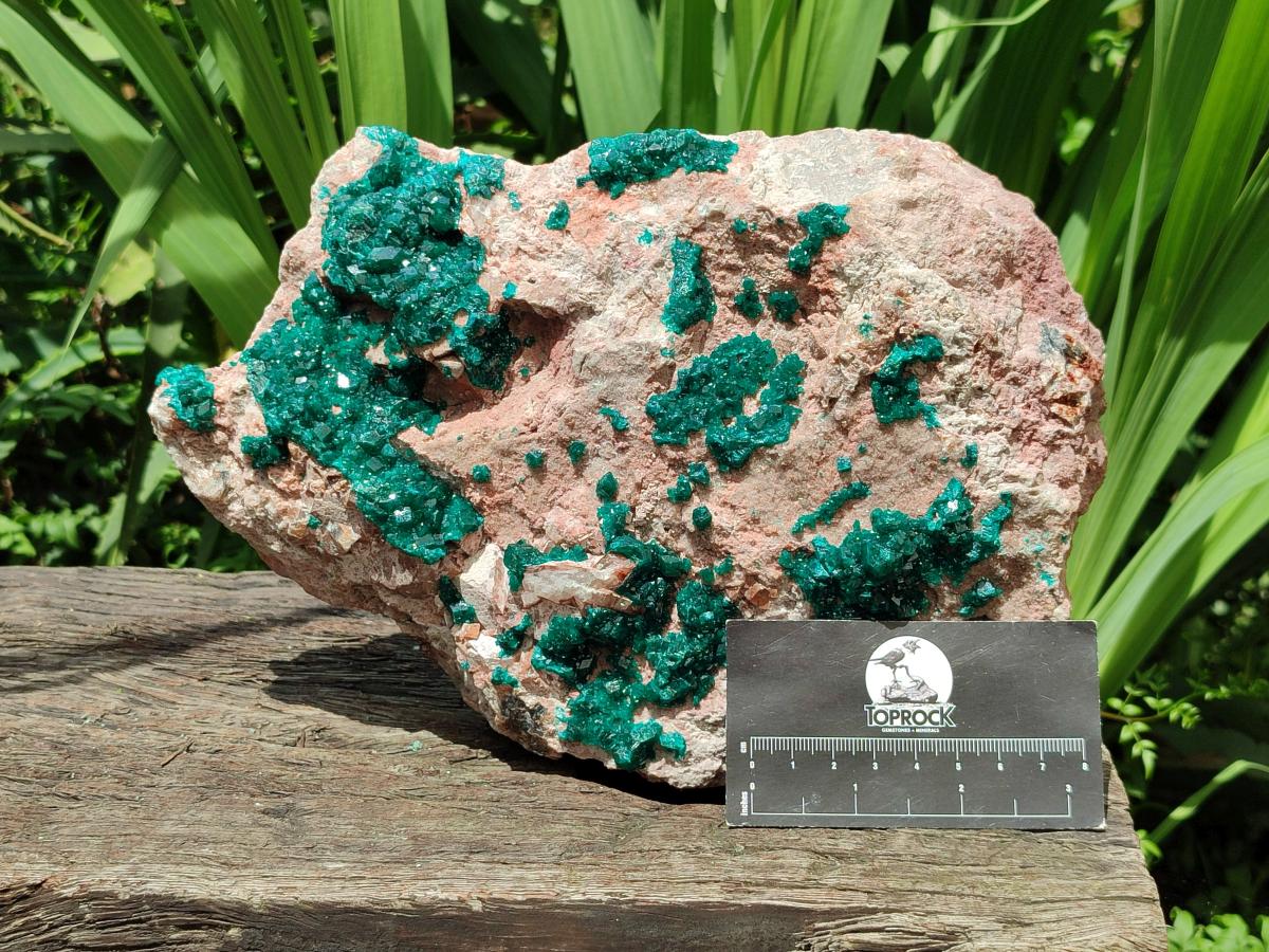 Natural Dioptase On Dolomite Specimen x 1 From Likasi, Congo