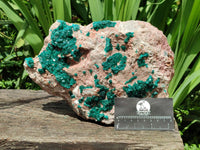 Natural Dioptase On Dolomite Specimen x 1 From Likasi, Congo
