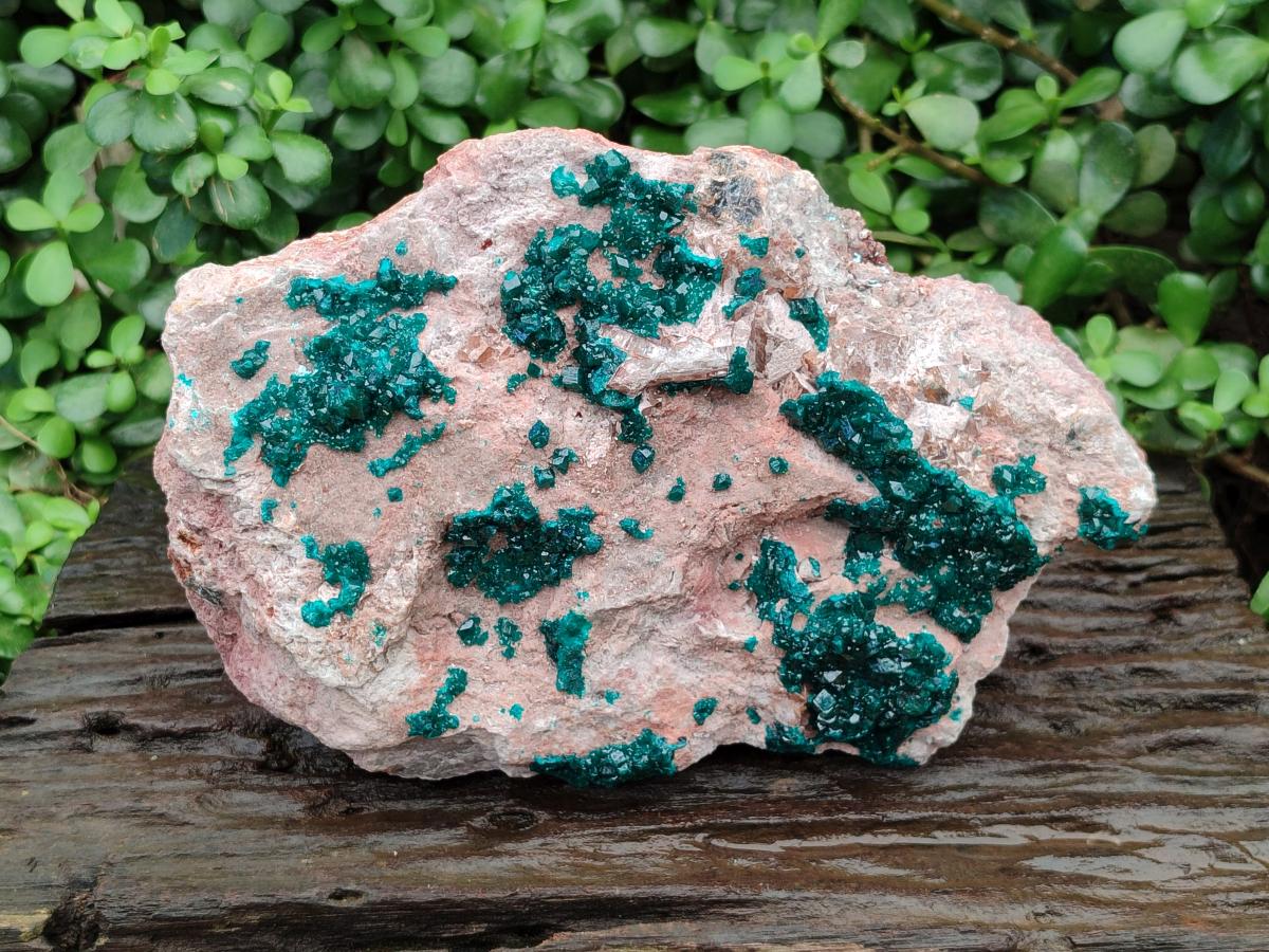 Natural Dioptase On Dolomite Specimen x 1 From Likasi, Congo