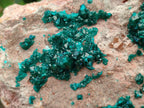 Natural Dioptase On Dolomite Specimen x 1 From Likasi, Congo