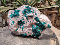 Natural Dioptase On Dolomite Specimen x 1 From Likasi, Congo